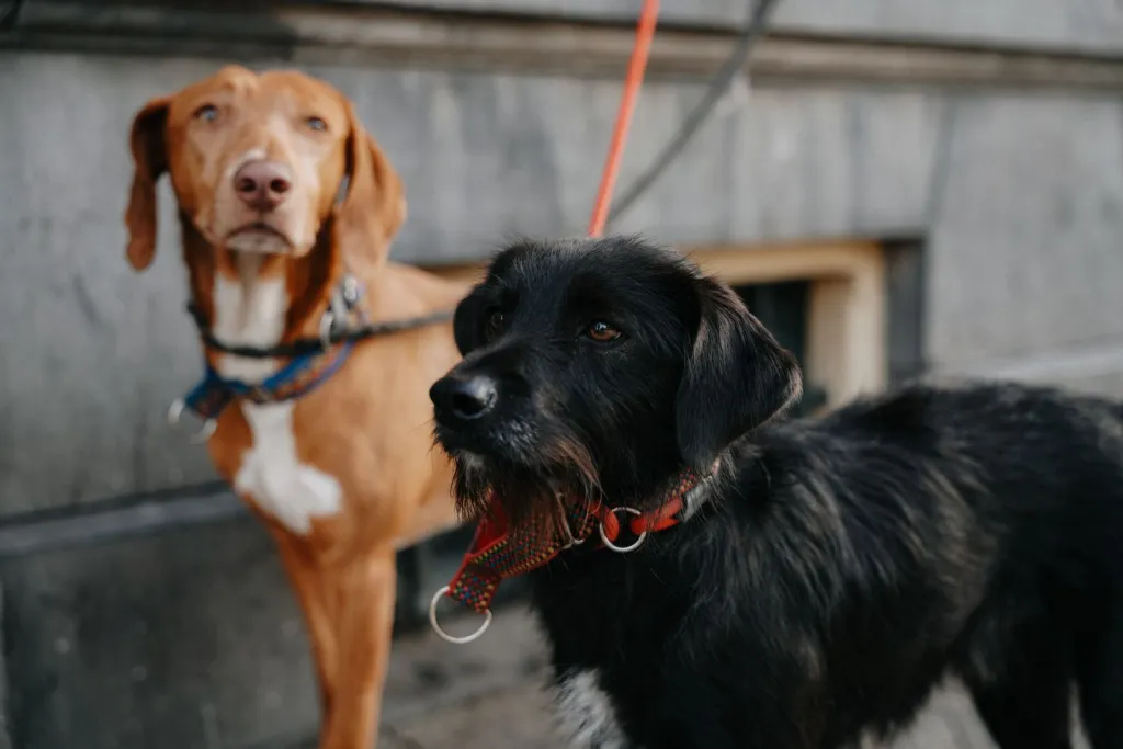 Thoughtful Walks for Large Dogs